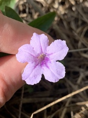 Ruellia humilis