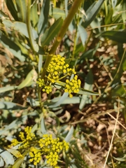 Bupleurum gibraltaricum