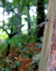 Protosticta gravelyi