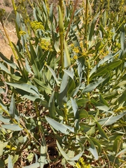 Bupleurum gibraltaricum