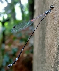 Protosticta gravelyi
