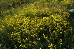 Senecio leucanthemifolius caucasicus