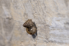 Trochochlamys crenulata hotawana