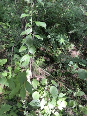 Prunus triloba