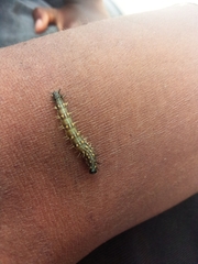 Lepidoptera
