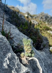 Erica occulta