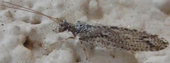 Micromus variolosus