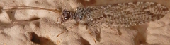 Micromus variolosus