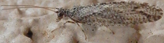 Micromus variolosus