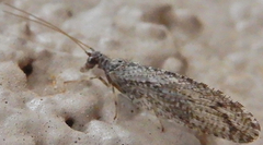Micromus variolosus