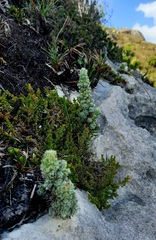 Erica occulta