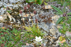Tofieldia coccinea