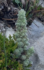 Erica occulta