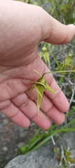Gilliesia cuspidata