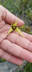 Gilliesia cuspidata