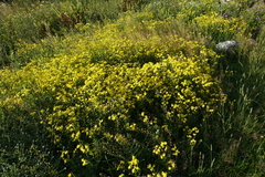 Senecio leucanthemifolius caucasicus