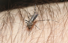 Aedes sierrensis