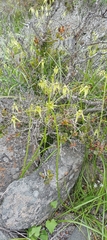Gilliesia cuspidata