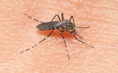Aedes sierrensis