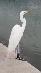 Ardea alba