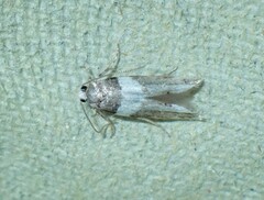 Recurvaria leucatella