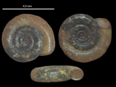 Anisus spirorbis