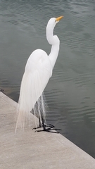 Ardea alba