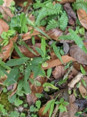 Rhynchospermum verticillatum