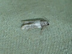 Recurvaria leucatella