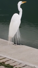 Ardea alba