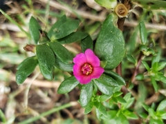 Portulaca amilis