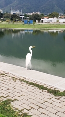 Ardea alba