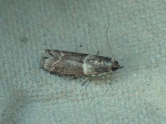 Acrobasis advenella