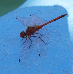 Trithemis arteriosa