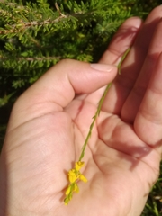 Genista micrantha