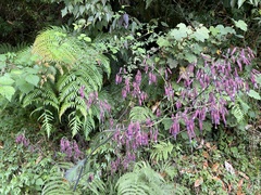 Notoseris melanantha