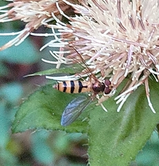 Meliscaeva cinctella