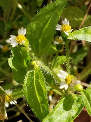Galinsoga