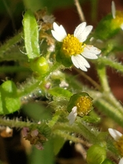 Galinsoga