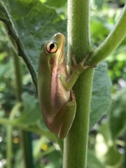 Hyla cinerea