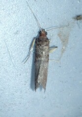 Acrobasis advenella