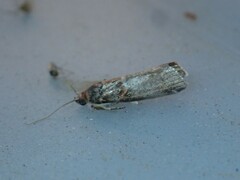 Acrobasis advenella