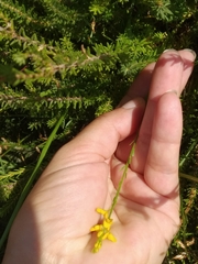 Genista micrantha