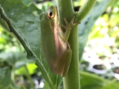 Hyla cinerea