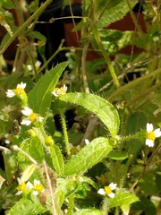Galinsoga