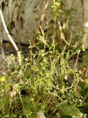 Galinsoga
