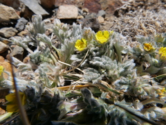 Potentilla pseudosericea
