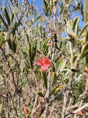 Eremophila youngii