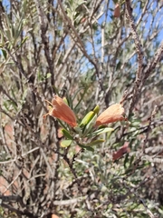 Eremophila youngii