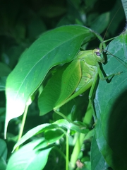 Rectimarginalis fuscospinosa